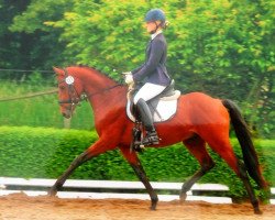 dressage horse My Jack Nickelson (German Riding Pony, 2010, from Speyksbosch Nelson)