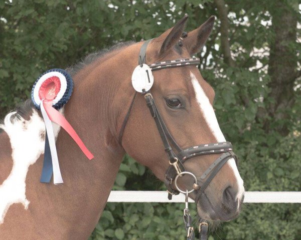 broodmare Kiki Dee Hoejgard (Pinto / Pony, 2012, from GP Montedo Hoejgard)