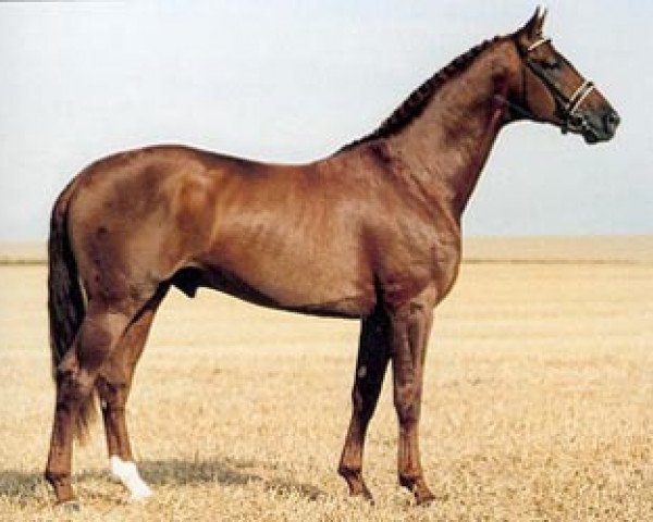 stallion Wetano (Hanoverian, 1995, from Weltmeyer)