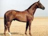 stallion Wetano (Hanoverian, 1995, from Weltmeyer)