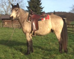 Pferd Mickey Finn (Connemara-Pony, 2010)