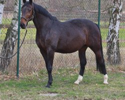 broodmare Sandrina Hit I (Württemberger, 2001, from Sandro Hit)