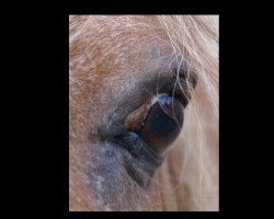 horse Krümmel (Shetland Pony, 2000)