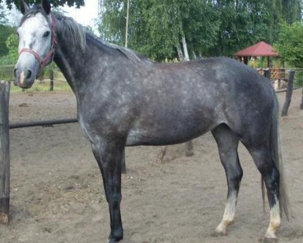 broodmare Conchita L (polish noble half-breed, 2004, from Cruzeiro L)