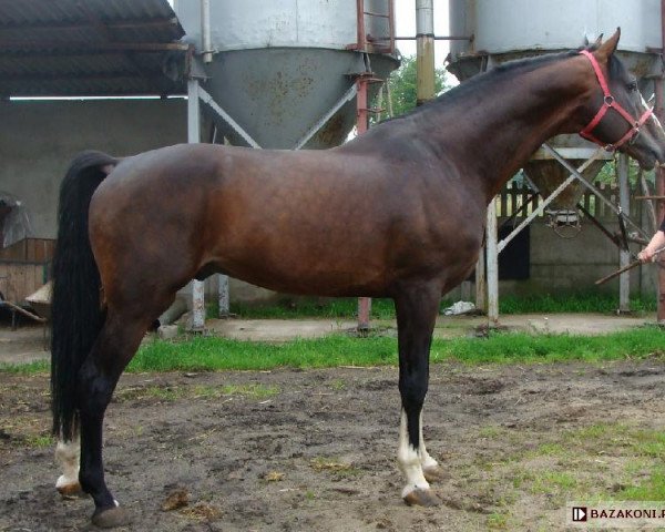 stallion Cruzeiro L (Holsteiner, 1999, from Carpaccio)