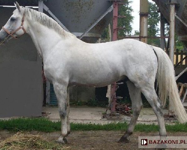 stallion Corrado Son (Holsteiner, 1999, from Corrado I)