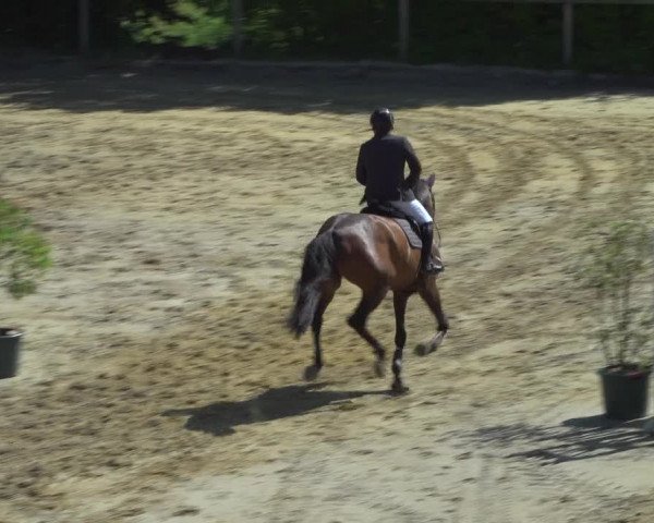 Reitturnier Erkrath - Uhlenhof 2020