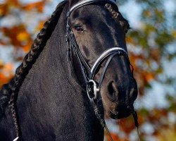 dressage horse Luke's Magic (Friese, 2006, from Lukas)