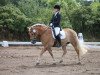 dressage horse Kira (Haflinger, 1999, from Wallenstein (1,57% ox))