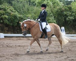 dressage horse Kira (Haflinger, 1999, from Wallenstein (1,57% ox))