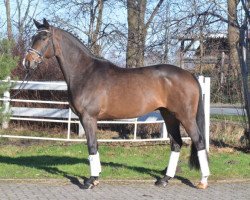 dressage horse Hampton's Hannibal (Hanoverian, 2012, from Hampton)