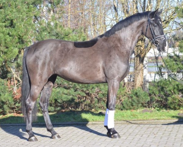 dressage horse Dress (Hanoverian, 2013, from Dressage Royal)