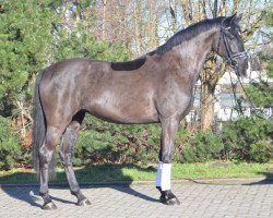 dressage horse Dress (Hanoverian, 2013, from Dressage Royal)