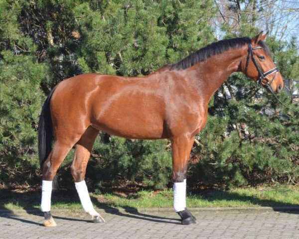 dressage horse Chiri (Hanoverian, 2012, from de Chirico)
