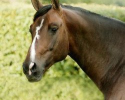 stallion Neo D'Aunou (Selle Français, 2001, from Kannan)