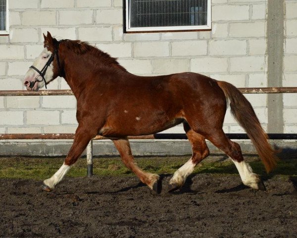 Pferd Alksnis (Polnisches Kaltblut, 2011)