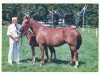 Zuchtstute Berktzicht Sharon (New-Forest-Pony, 2000, von Marits Mistique)