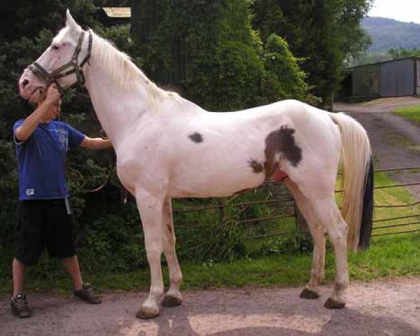 stallion White Water Mountain Music (KWPN (Royal Dutch Sporthorse),  )