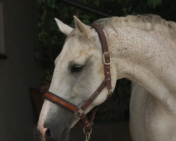 broodmare Kamira II (Holsteiner, 1995, from Coriano)