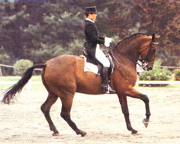horse Amon (Westphalian, 1968, from Angelo xx)
