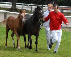 broodmare Findy (German Riding Pony, 1996, from Caesar)