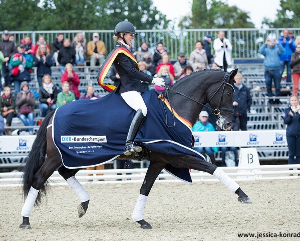 dressage horse Fürsten-Look (Hanoverian, 2011, from Fürstenball)
