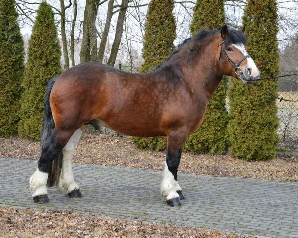 Pferd Husaner (Polnisches Kaltblut, 2013, von Gesaner 2174 POL)