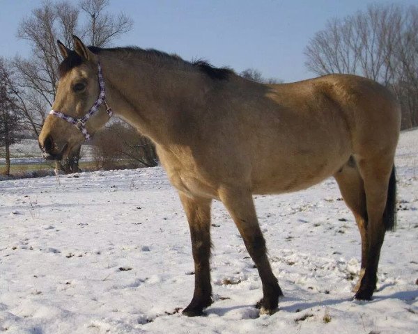 Pferd Wonderland (Deutsches Reitpony, 2000, von Molenhorn's Winston)