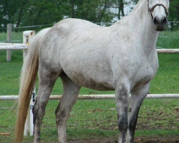 broodmare Arizona 1234 (Polish Warmblood, 2000, from Fan Club)