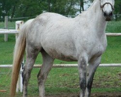 broodmare Arizona 1234 (Polish Warmblood, 2000, from Fan Club)