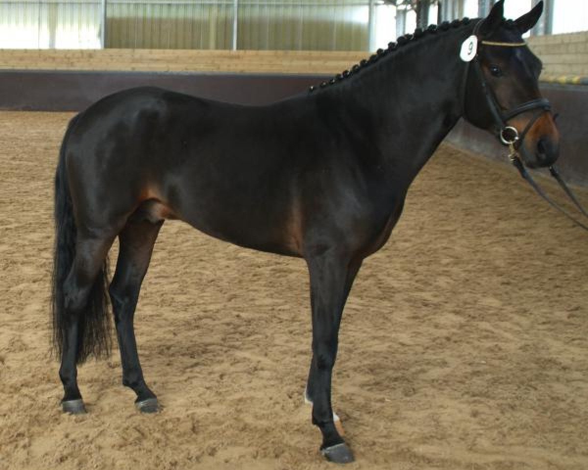 Deckhengst Sulaatik's Vainqueur (New-Forest-Pony, 2010, von Sulaatik's Versaille)