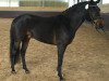 stallion Sulaatik's Vainqueur (New Forest Pony, 2010, from Sulaatik's Versaille)