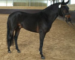 Deckhengst Sulaatik's Vainqueur (New-Forest-Pony, 2010, von Sulaatik's Versaille)