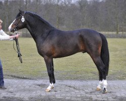 Deckhengst Sulaatik's Versaille (New-Forest-Pony, 2006, von Sulaatik's Versage)