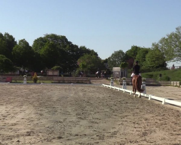Reitturnier Schülp bei Rendsburg (Am Moltkestein) 2020
