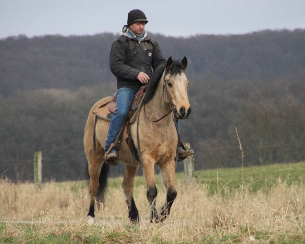 Pferd Sir Benjamen of Auburn (Connemara-Pony, 2011)