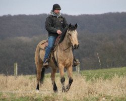 Pferd Sir Benjamen of Auburn (Connemara-Pony, 2011)