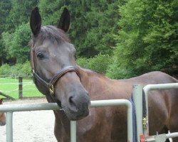 Pferd Anouk 52 (Trakehner, 2005, von Tuareg)