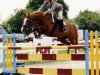 broodmare Handley Barns Bambee (anglo european sporthorse,  )