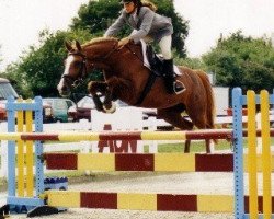 broodmare Handley Barns Bambee (anglo european sporthorse,  )