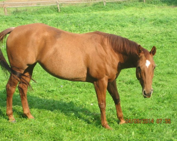 horse Lenas Smokin Sal (Quarter Horse, 2004, from Little Trona)