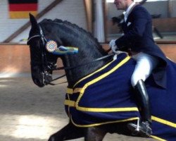 dressage horse Romario 57 (Hanoverian, 2004, from Romancero H)