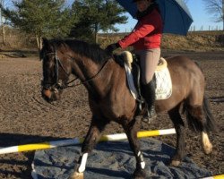 Pferd Callan (Tinker / Irish Cob / Gypsy Vanner, 2011)