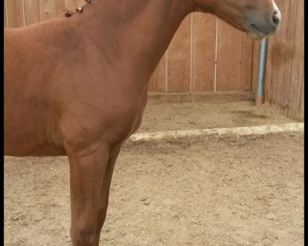 jumper Cannonball (German Riding Pony, 2015, from Choco Cracker)