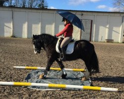 Pferd Blacky (Tinker / Irish Cob / Gypsy Vanner, 2011)