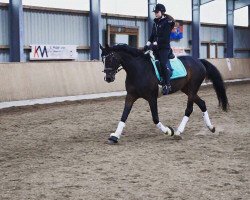 dressage horse Black Pearl R (Hanoverian, 2007, from Beluga)