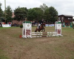 dressage horse Summer Boy 2 (New Forest Pony, 2001, from Nieuwmoeds Patrick)