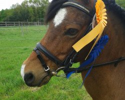 dressage horse Jacob (Welsh, 1997)