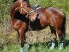 dressage horse Laola 19 (Rhinelander, 2009, from Lord Loxley I)