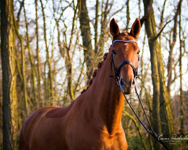 dressage horse Suuri (Hanoverian, 2009, from Sarkozy 3)